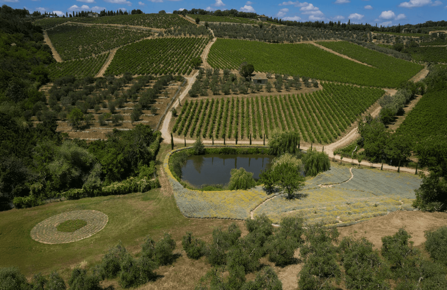 Vins Castello Di Ama - Italie