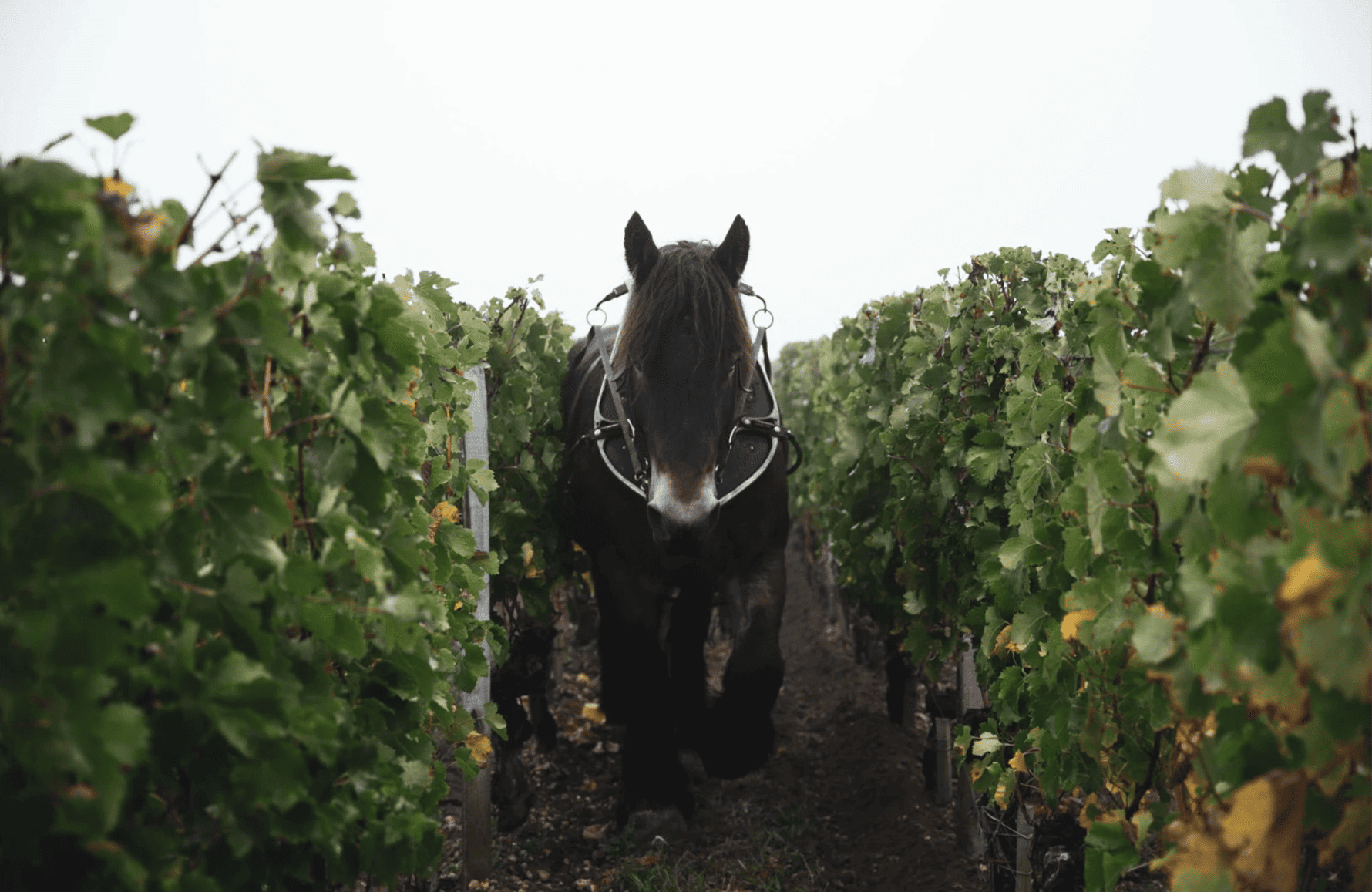 Weine Château Clinet