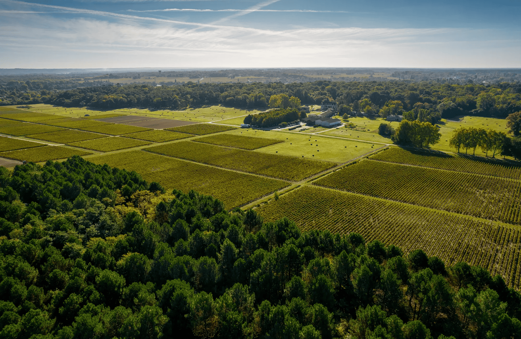 Weine Château Olivier