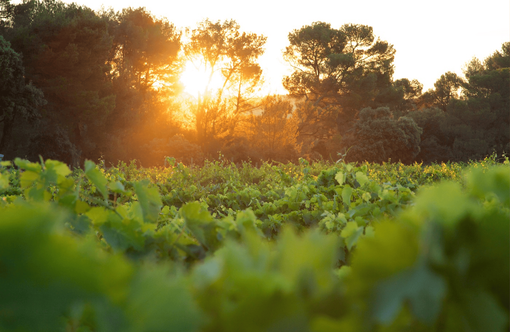 Vins Château Revelette