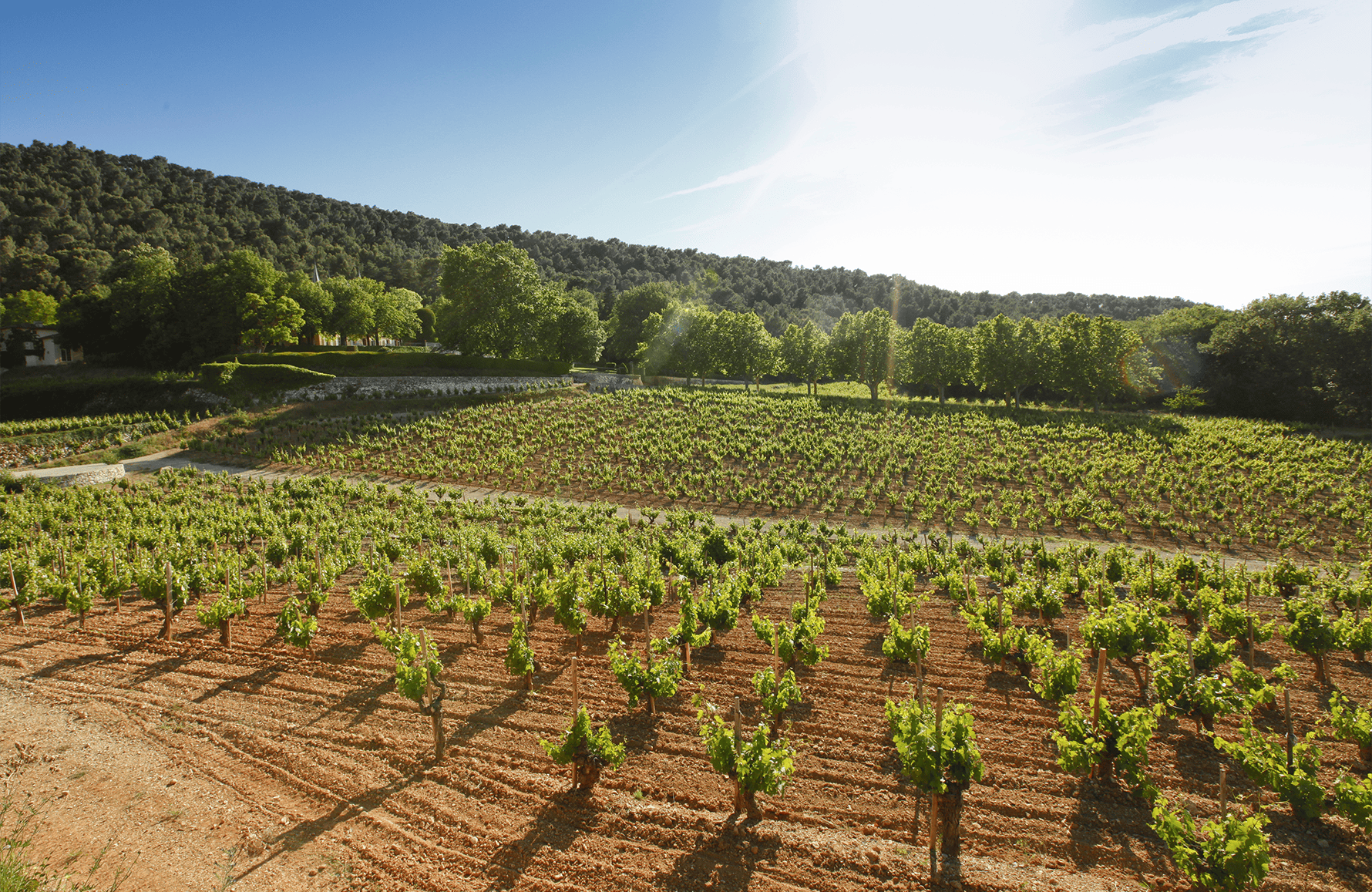 Weine Chateau Simone