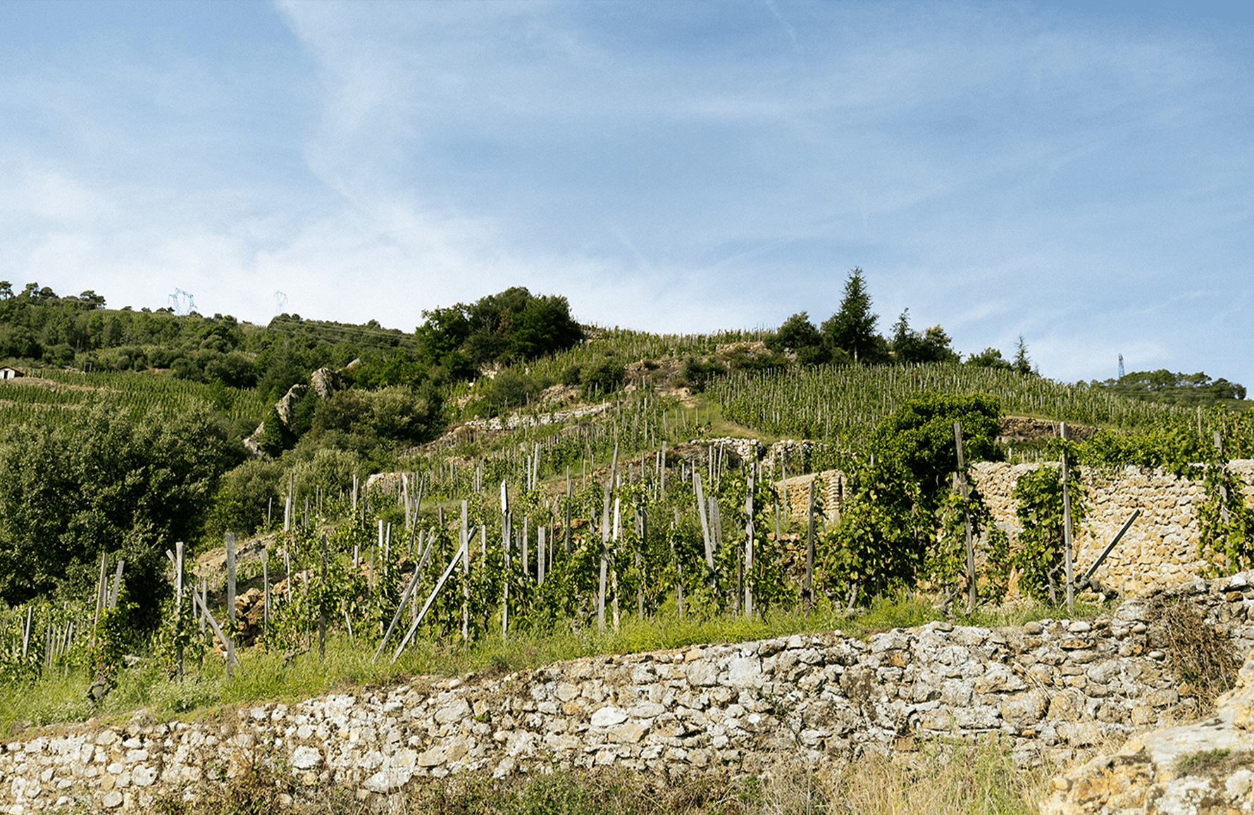 Wines Domaine Alain Voge