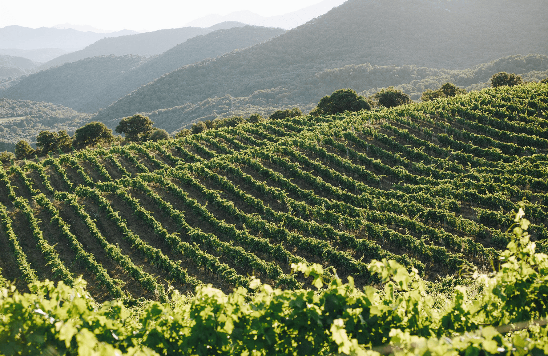 Weine Anwesen des Grafen Abbatucci