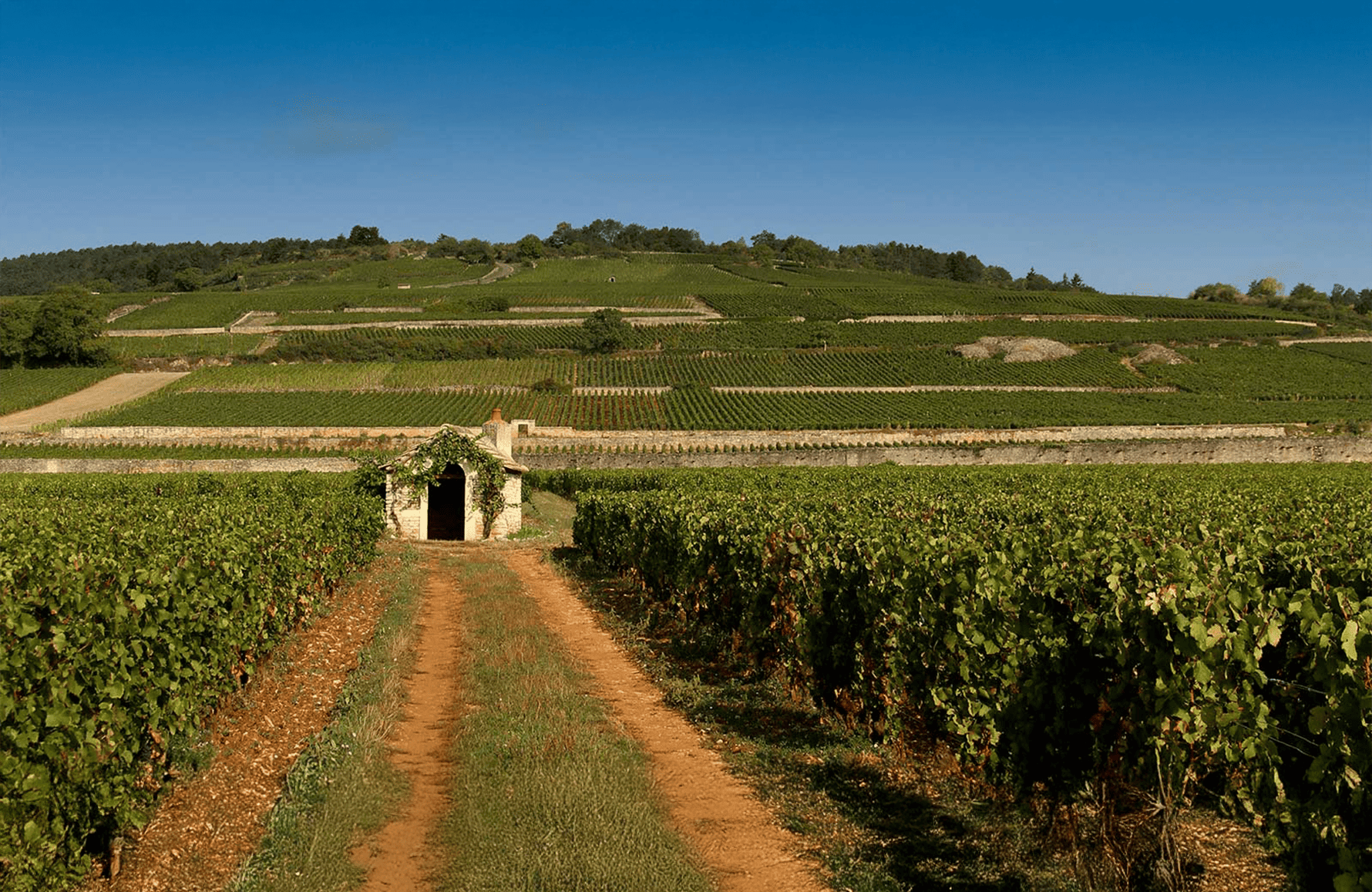 Weine Anwesen Comte Armand