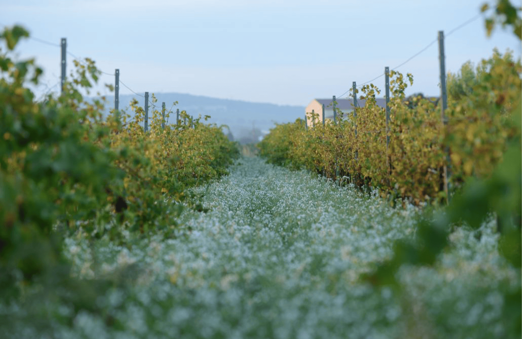 the story of Janasse Estate