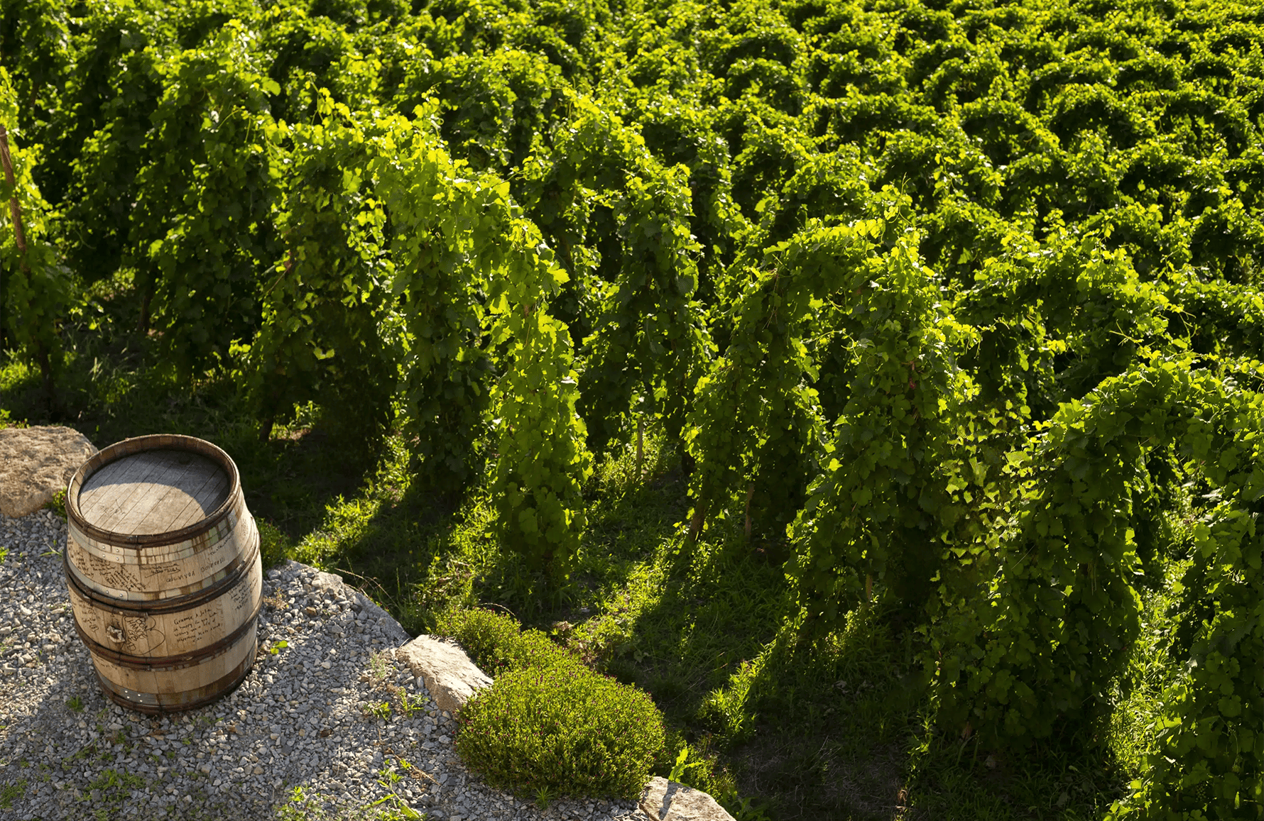 Wines Graeme and Julie Bott Estate