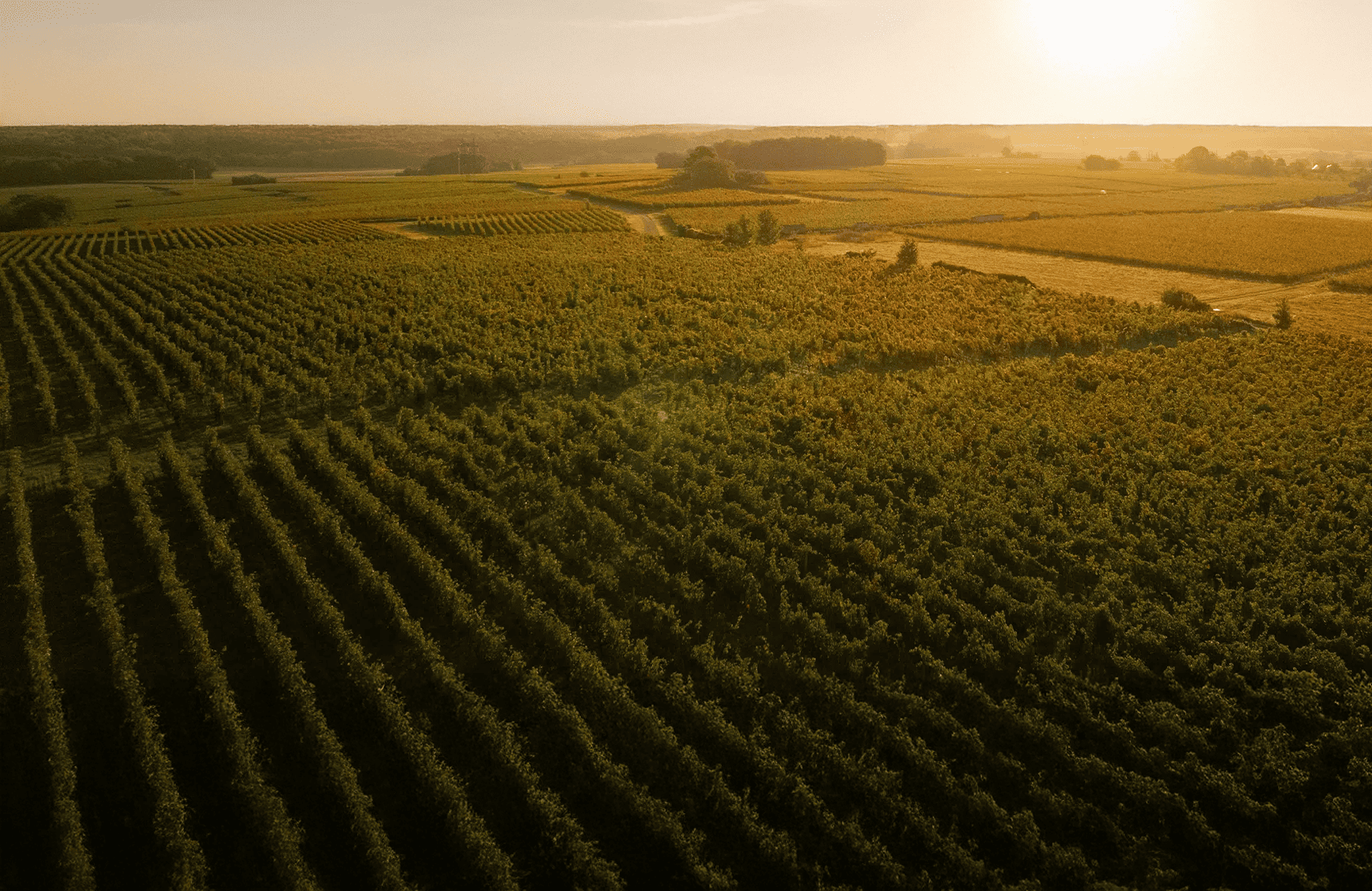 Weine Anwesen Guiberteau