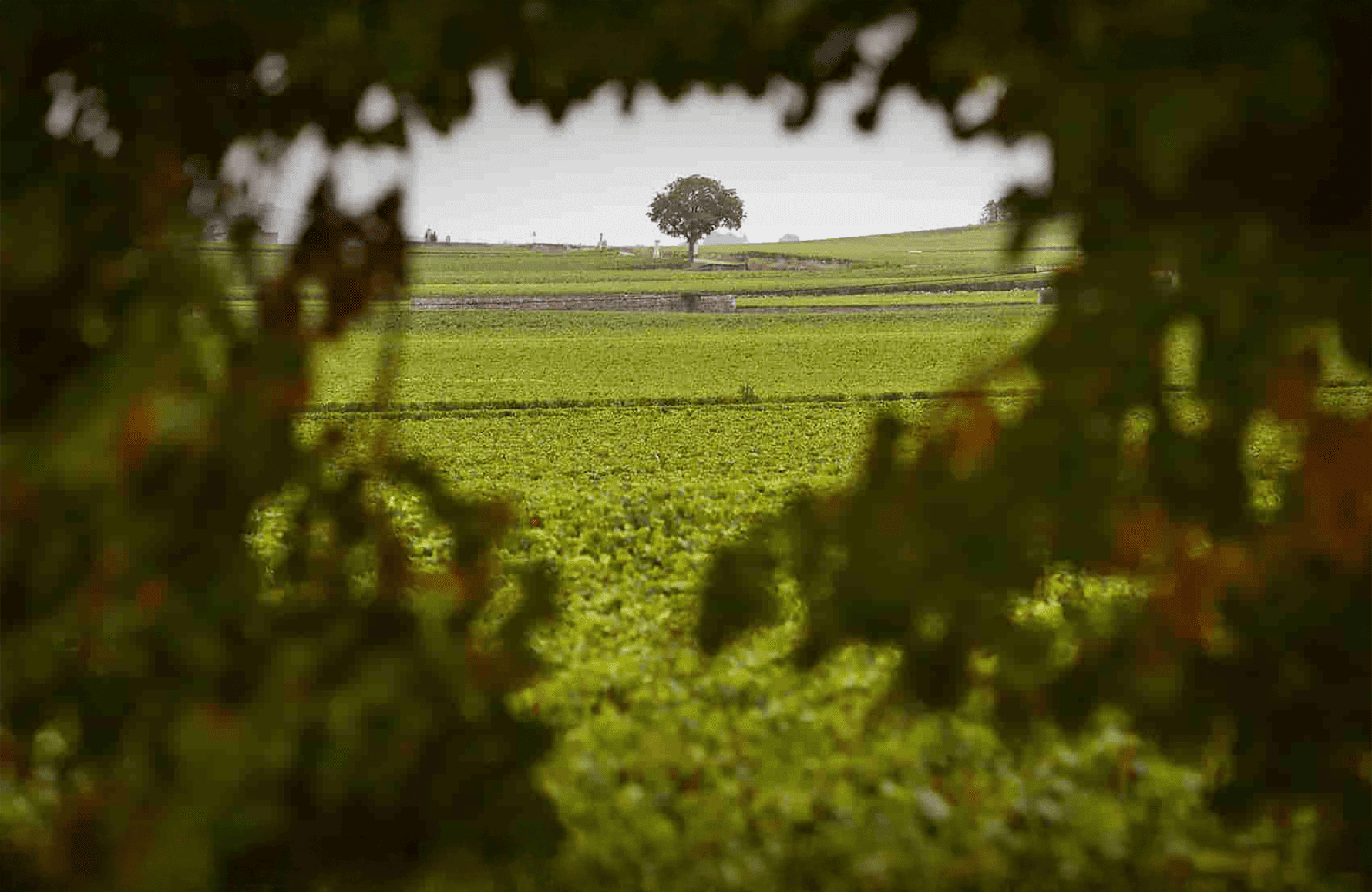 Weine Henri Boillot Estate