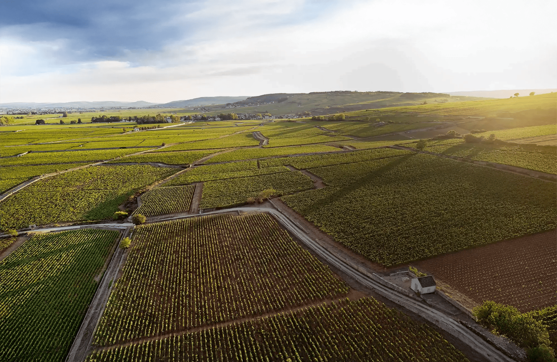 Weine Joseph Drouhin