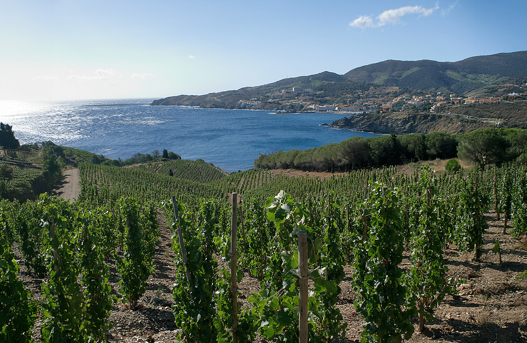 Weine Domaine Madeloc