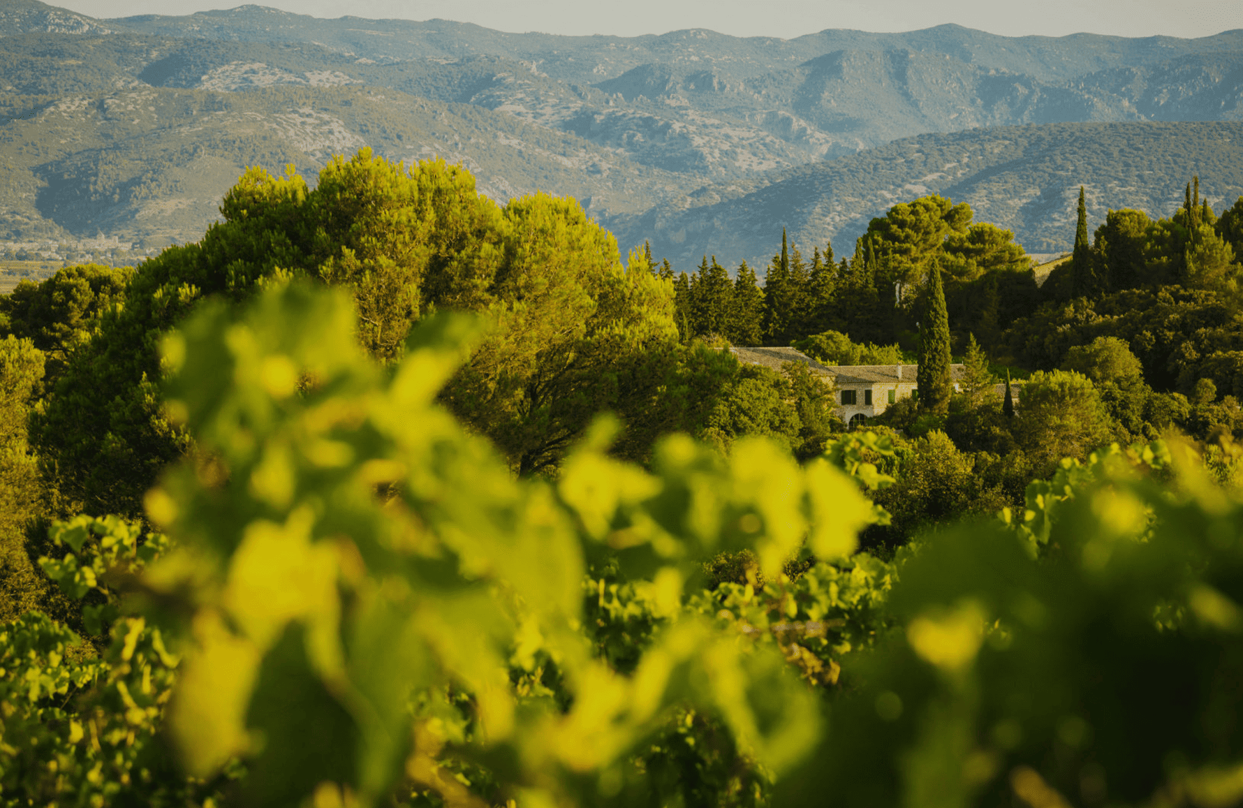 Weine Mas de Daumas Gassac