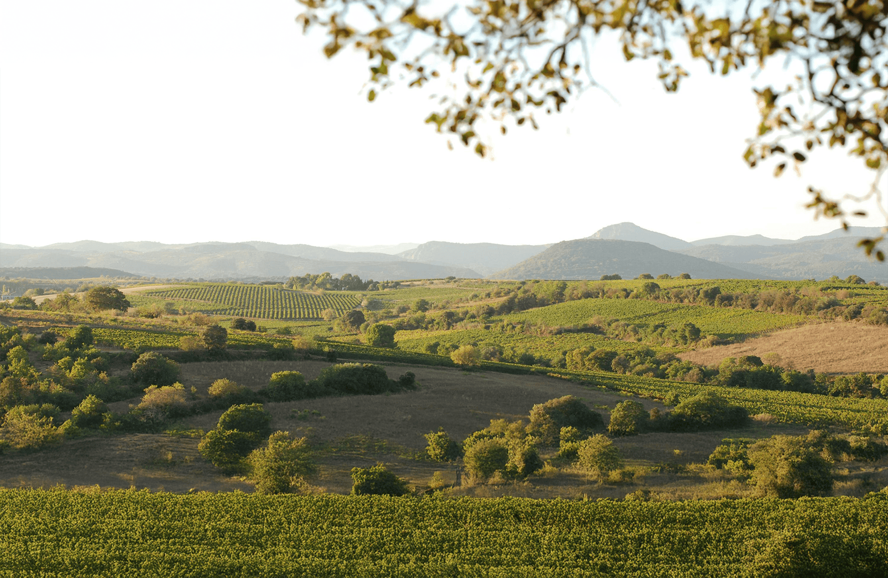 Domaine des Aurelles