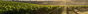 Château Latour à Pomerol
