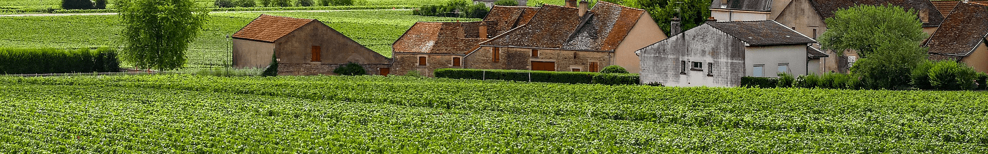 Domaine Paul Pillot