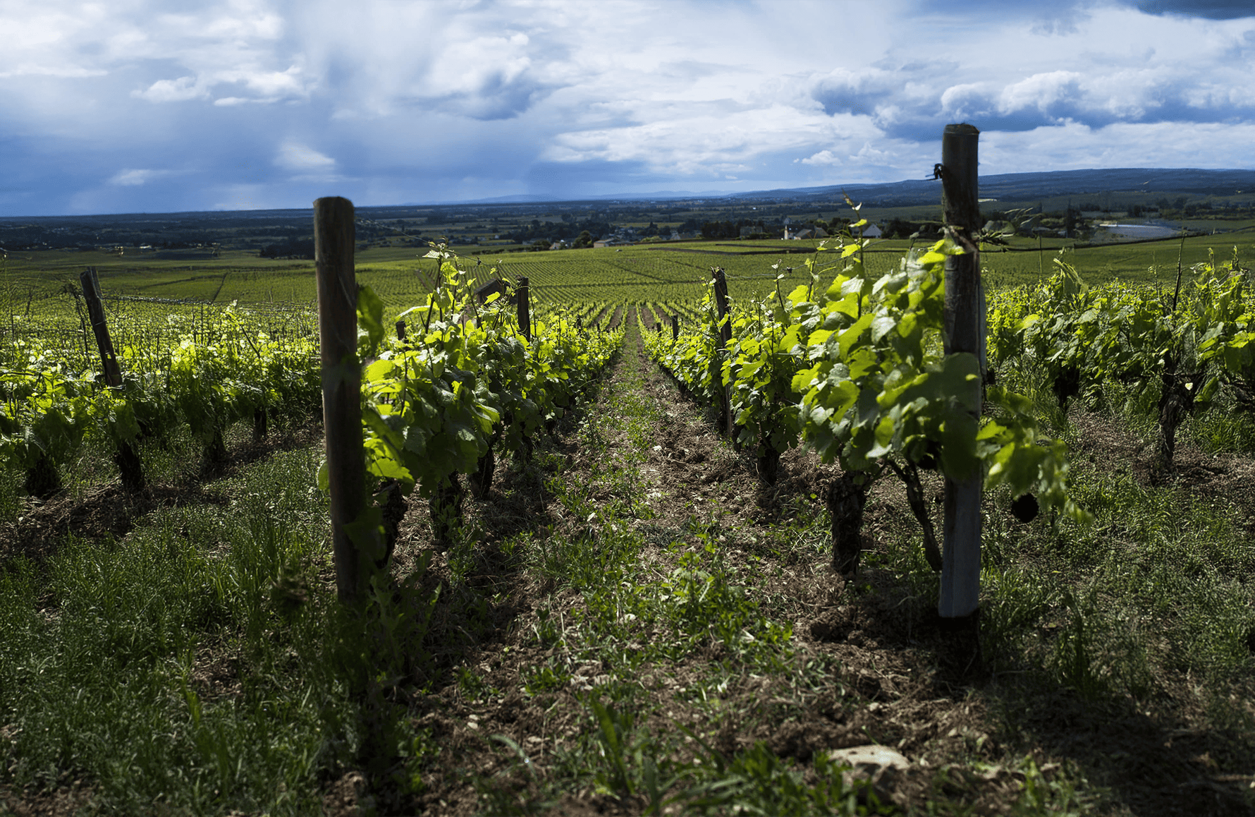 Domaine Eric de Suremain