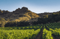 Stag's Leap - Napa Valley