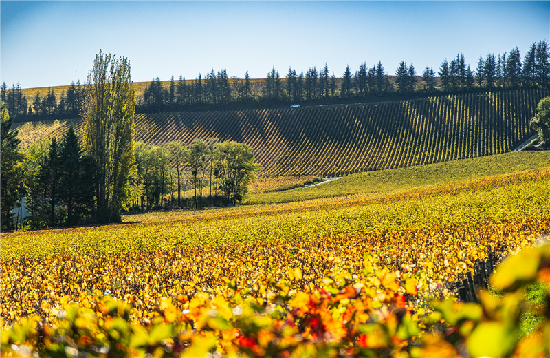 Domaine Antoine Sanzay