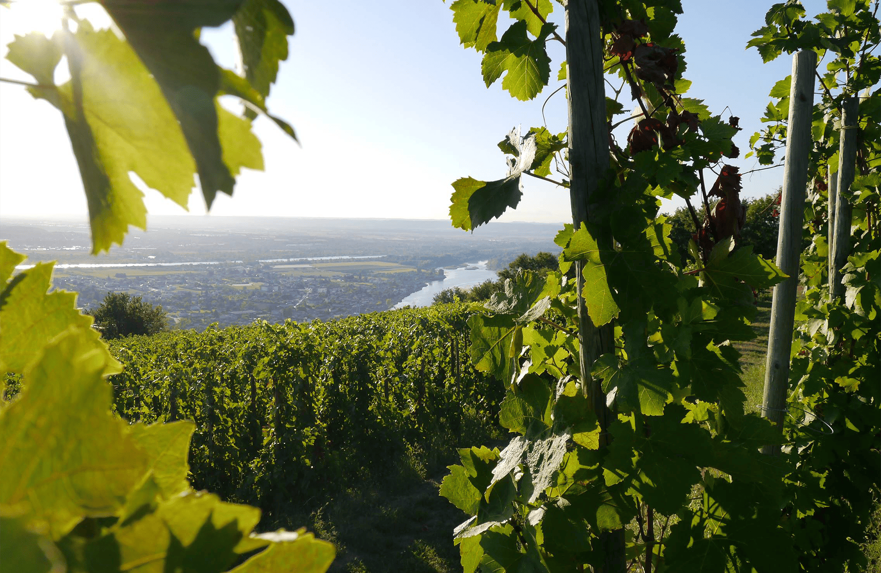 Domaine François Villard