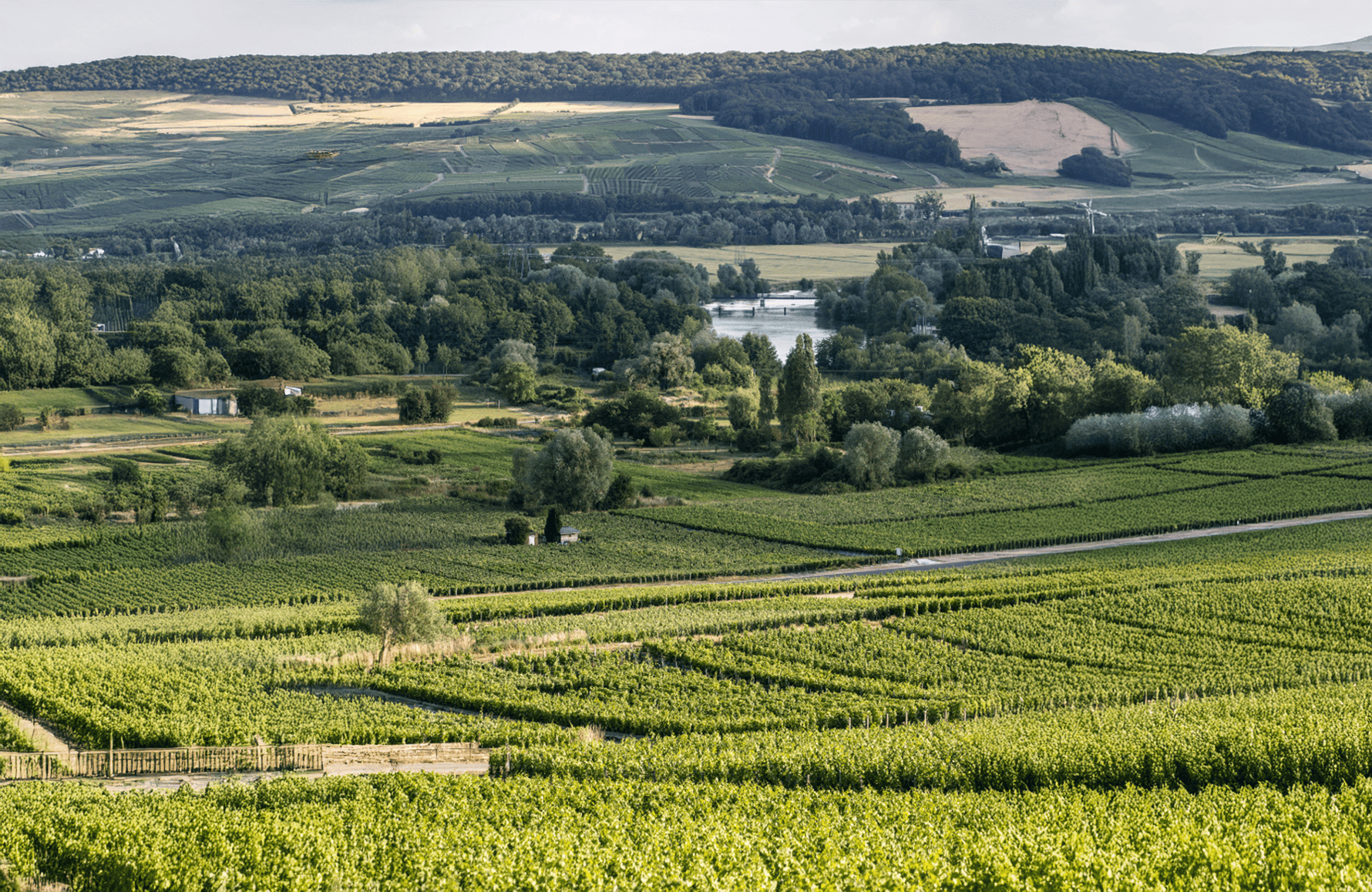 Vins Champagne Bruno Paillard