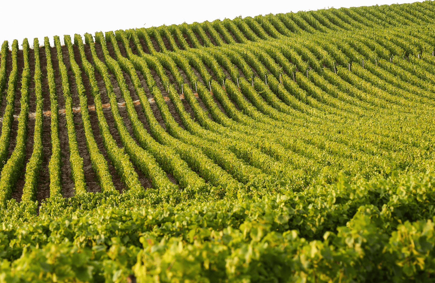 Vins Champagne Drappier