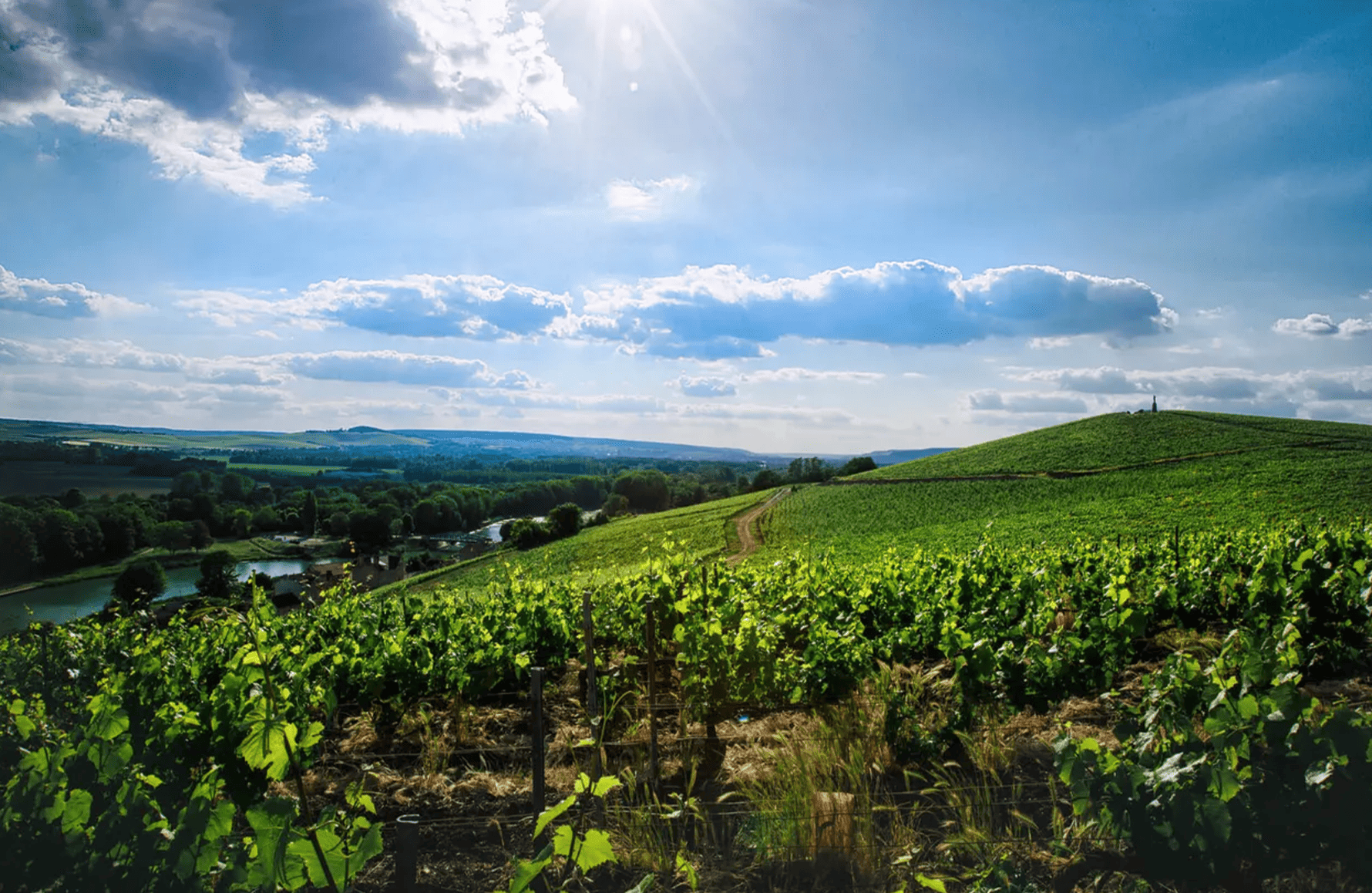 Vins Champagne Philipponnat