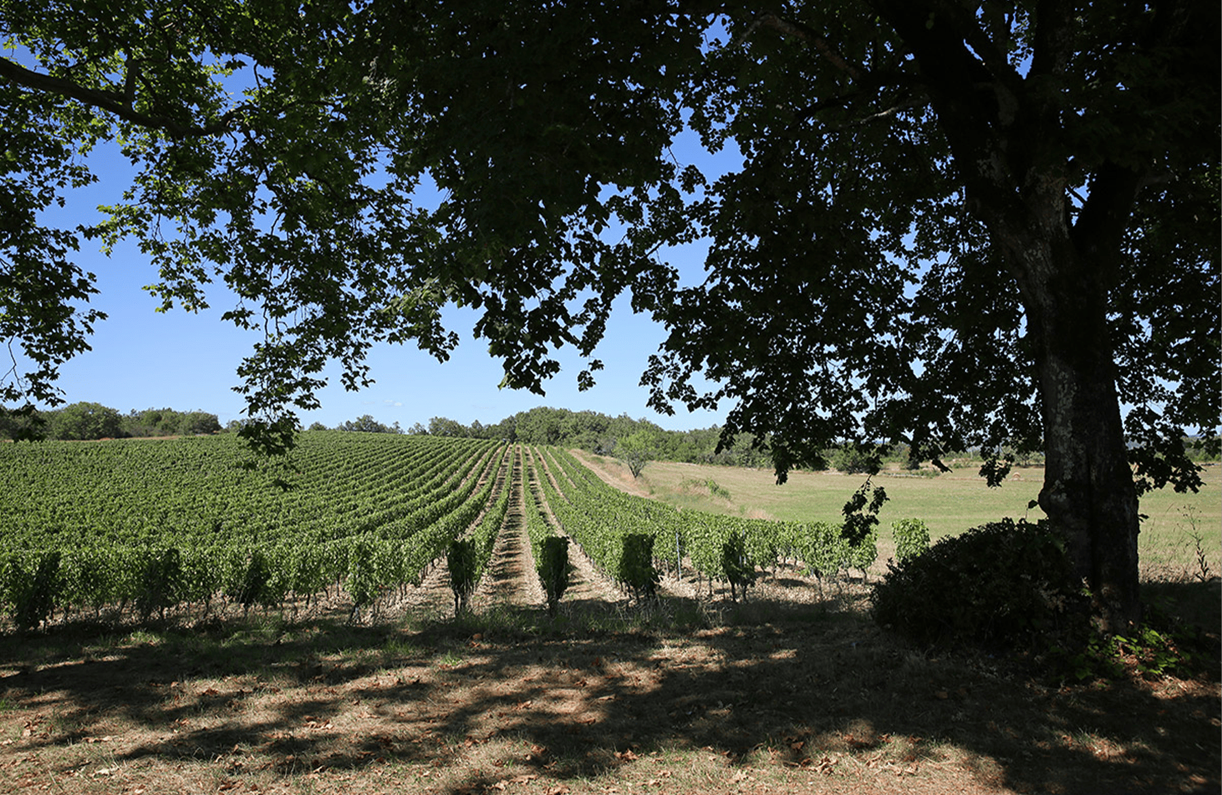 Weine Schloss Combel-la-Serre