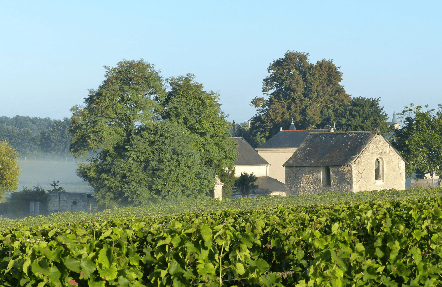 Weine Schloss Fosse-Sèche