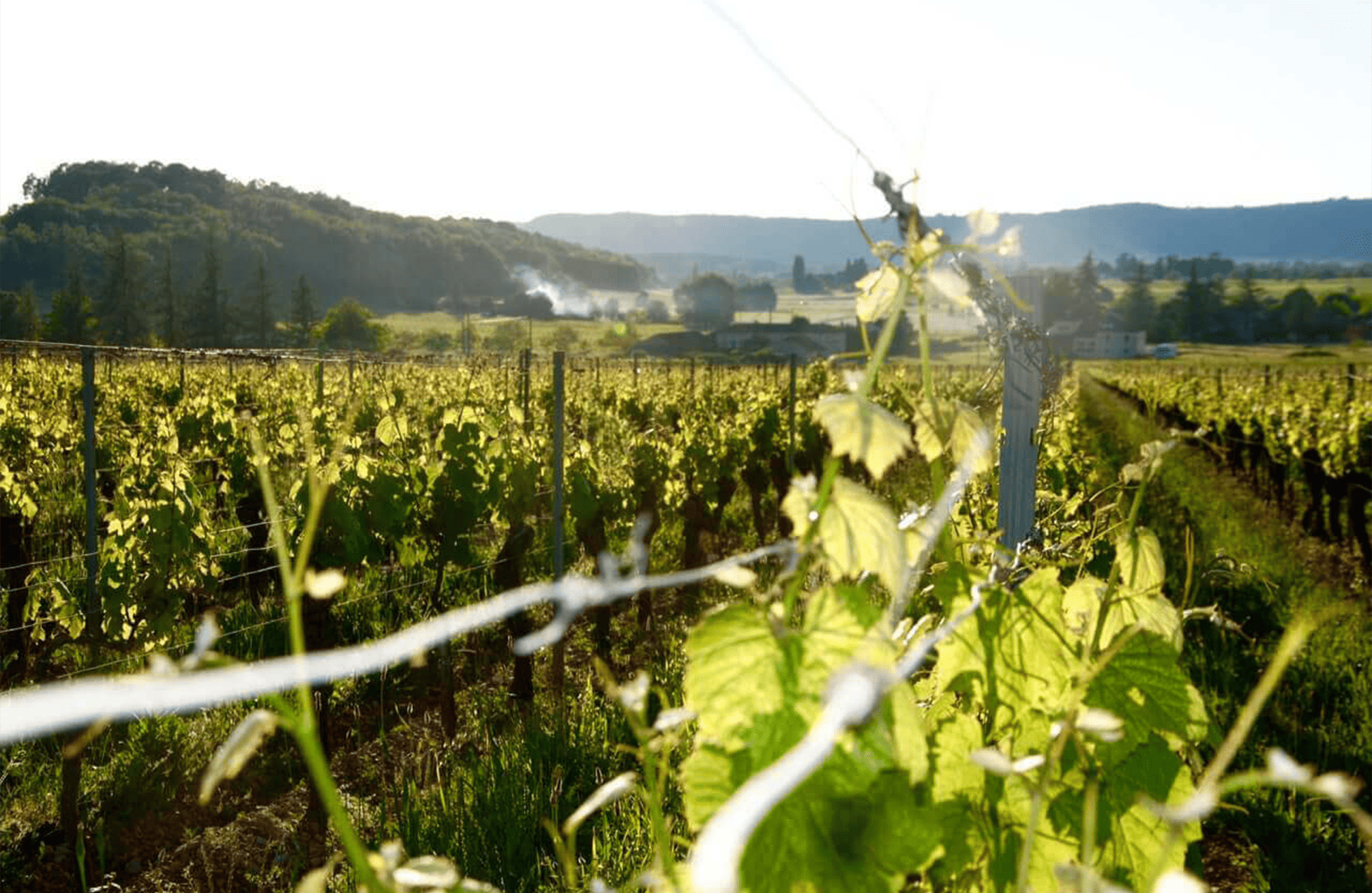 Vins Château du Cèdre