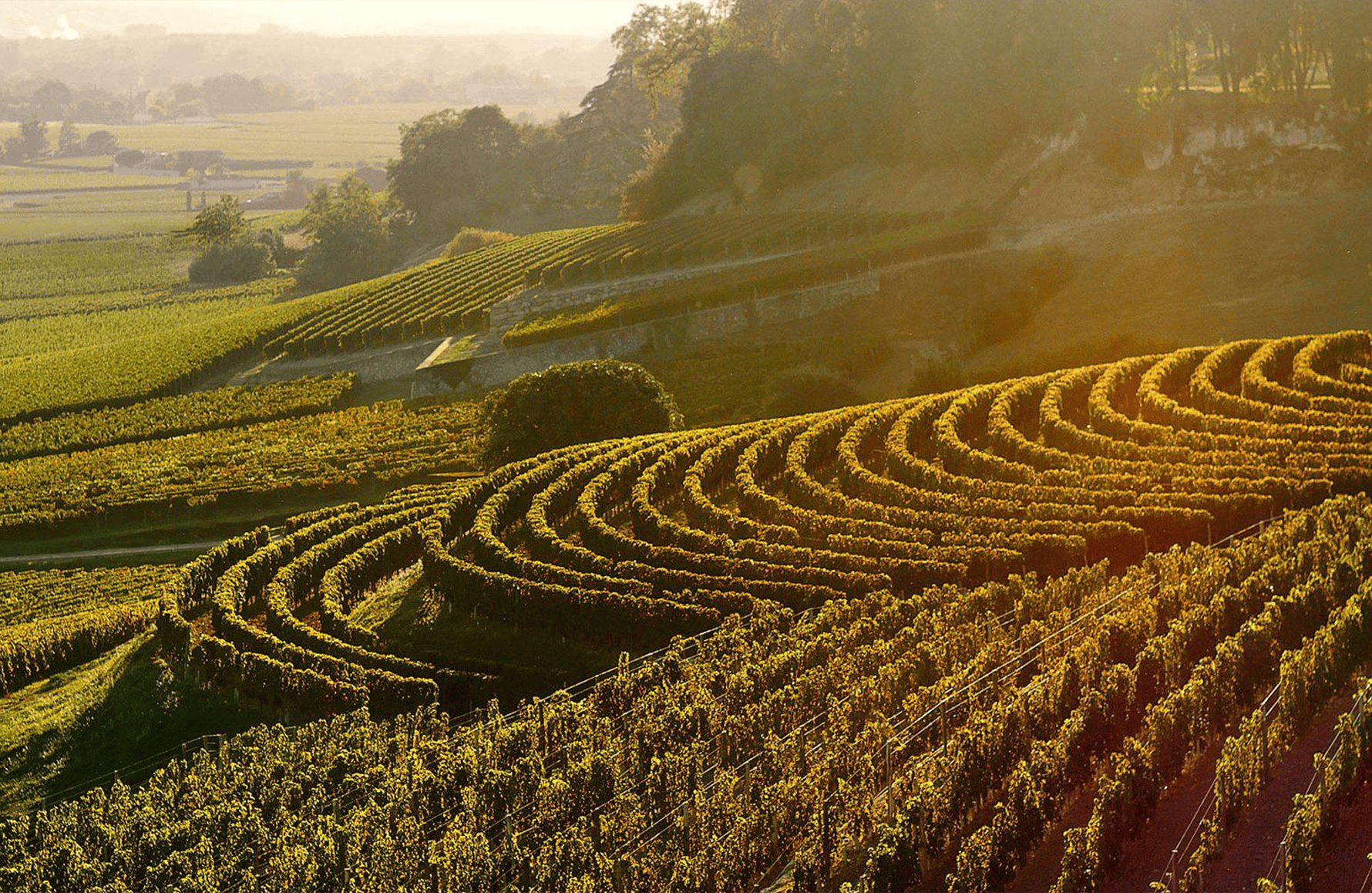 Weine Schloss La Fleur-Pétrus