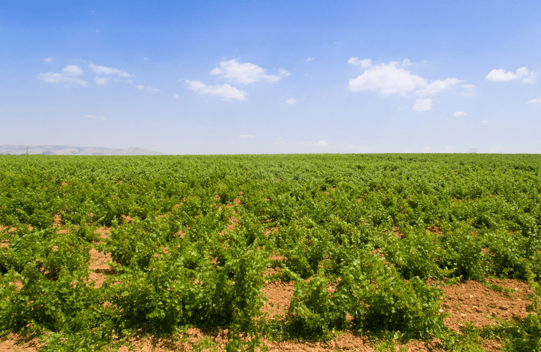 l’histoire du Château Musar - Liban