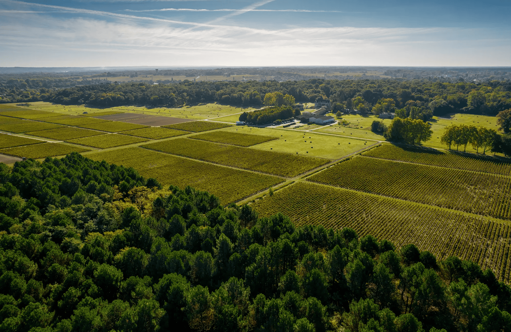 Weine Château Olivier