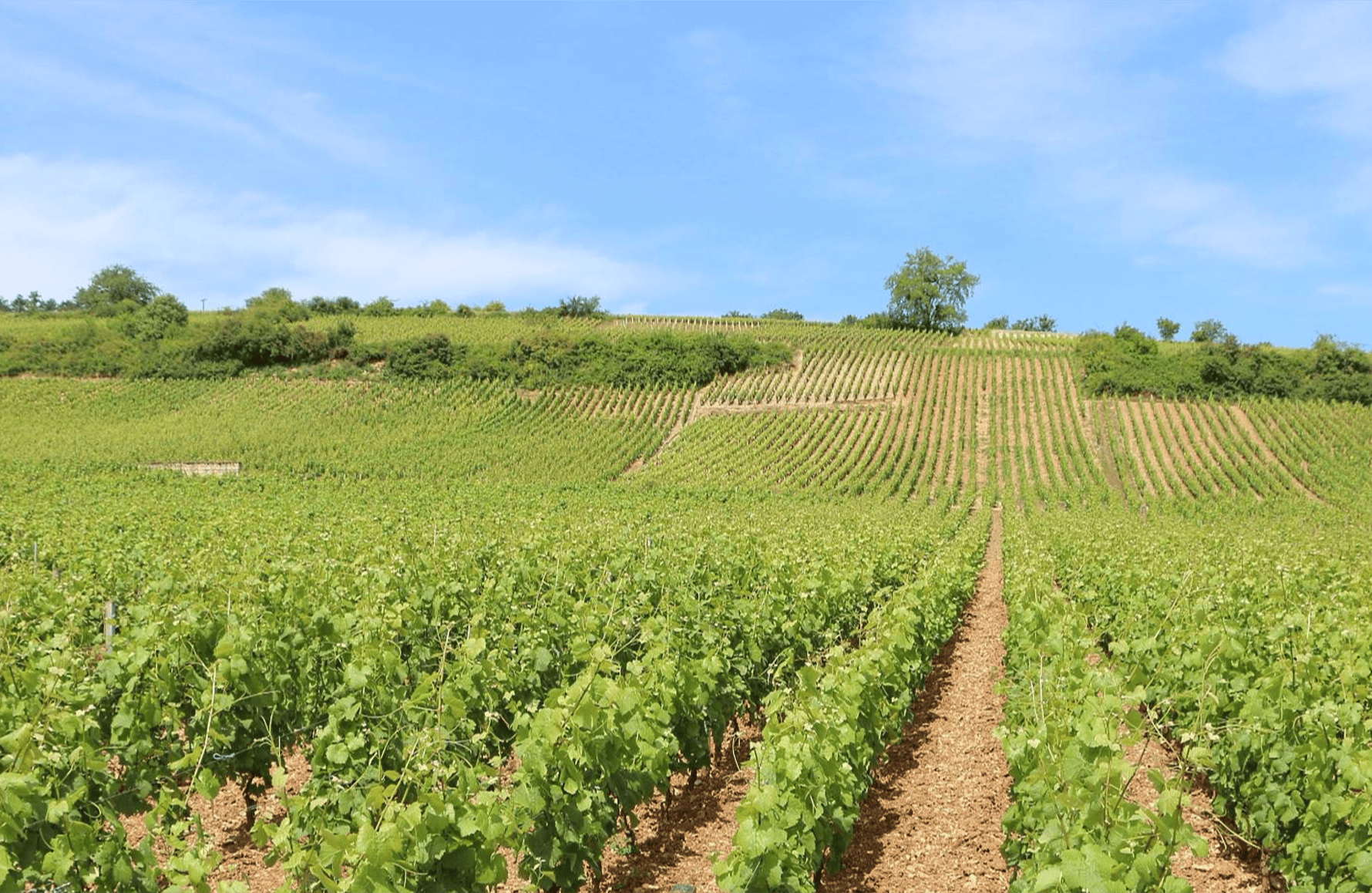 Vins Domaine A.F. Gros