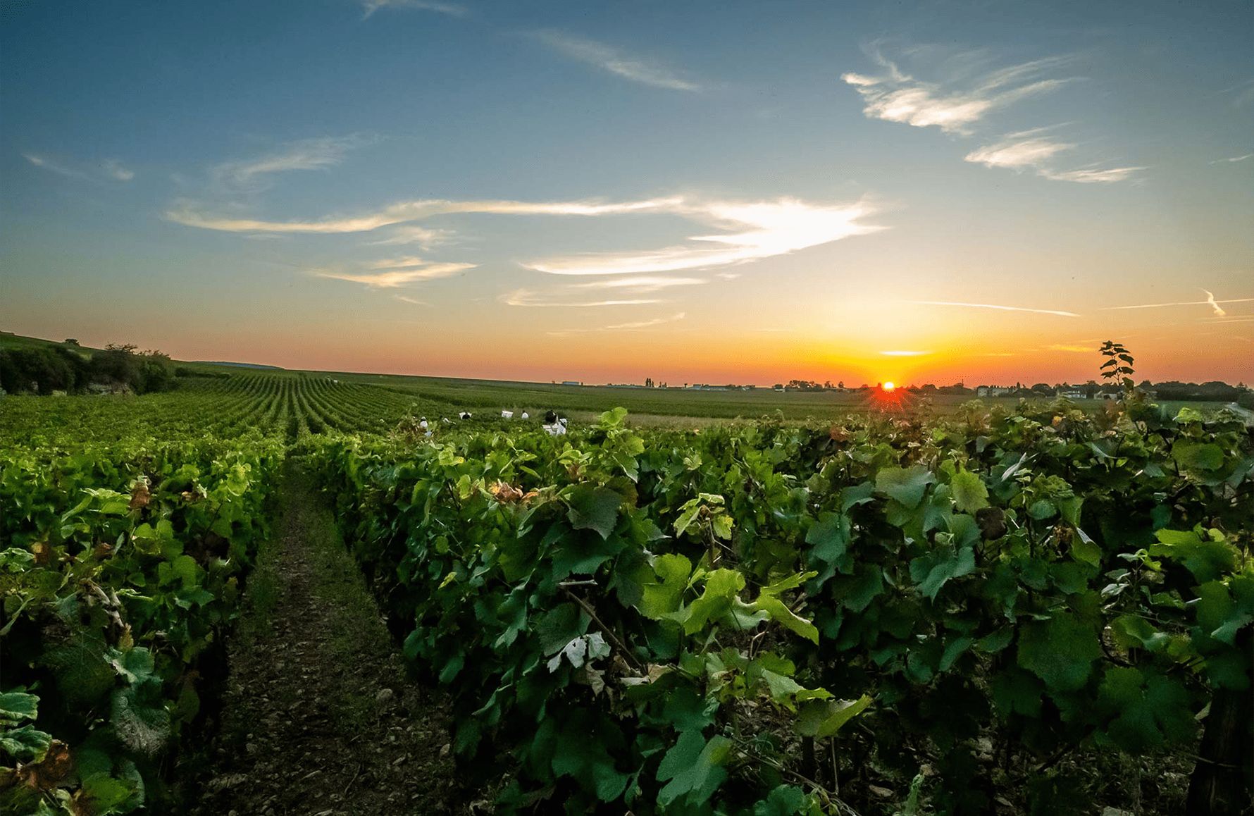 Weine Arnoux Vater-Sohn-Anwesen