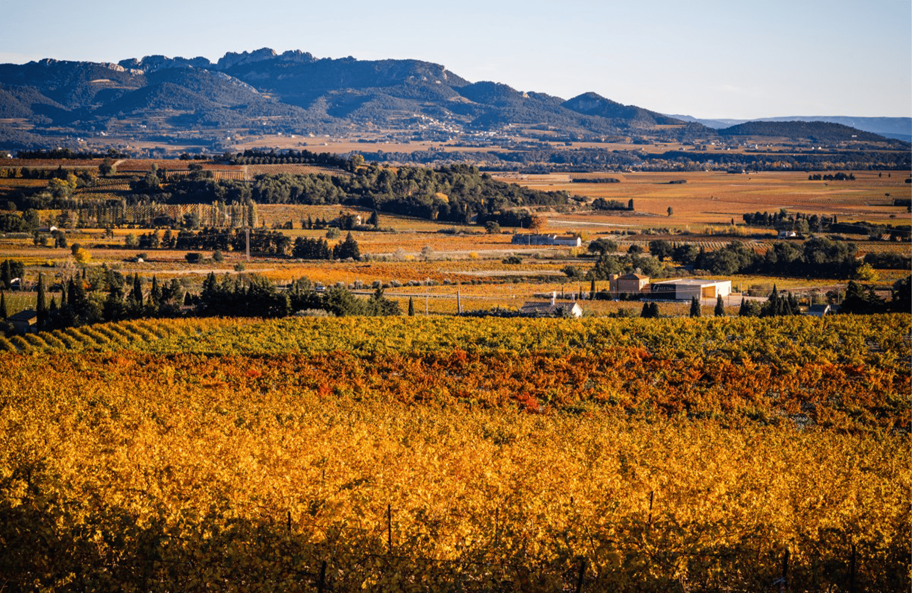 Weine Weingut Boisson