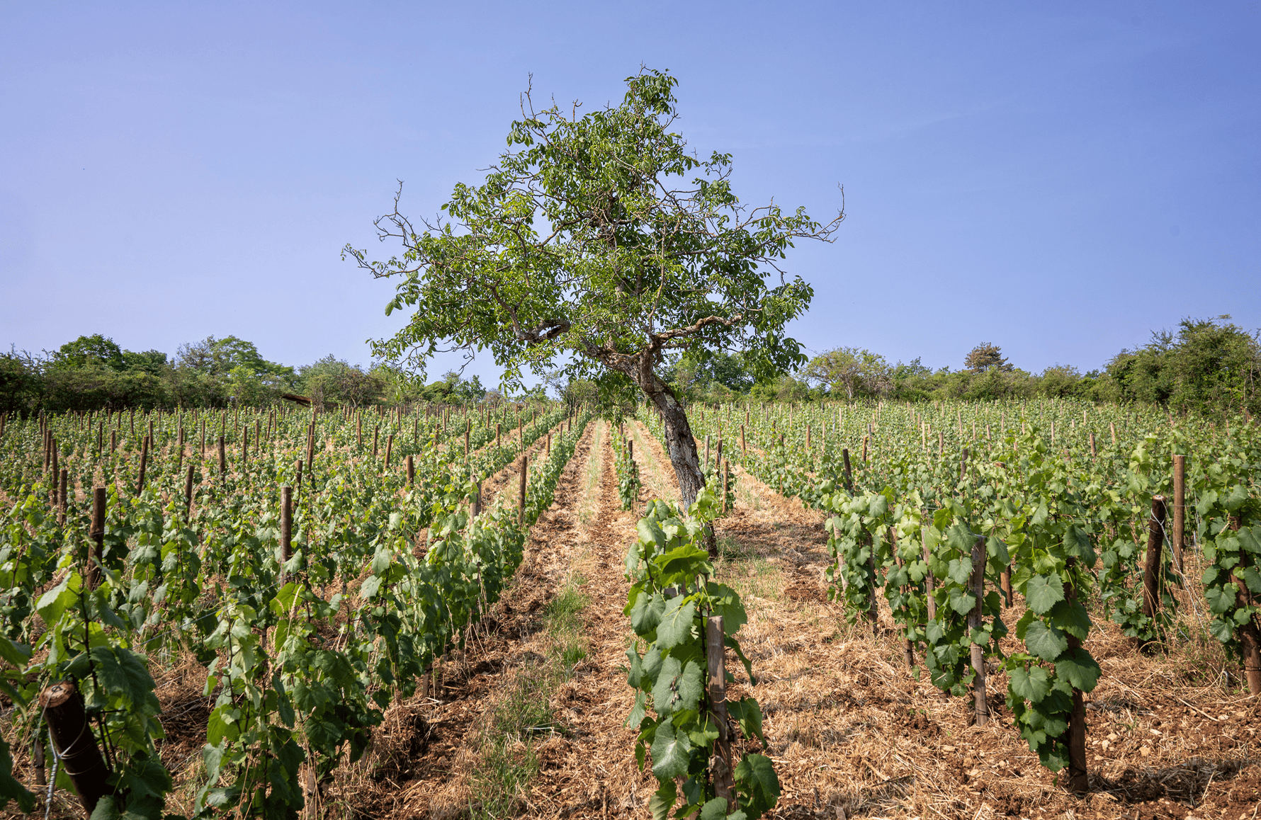 Weine Anwesen Boris Champy