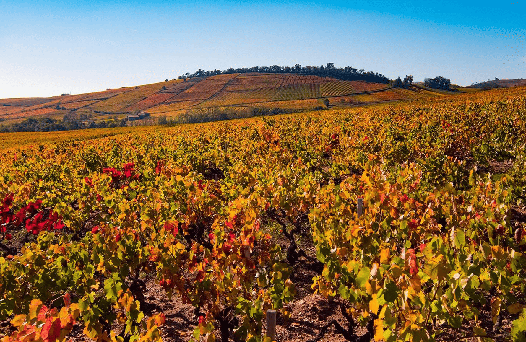 Vins Domaines Chermette