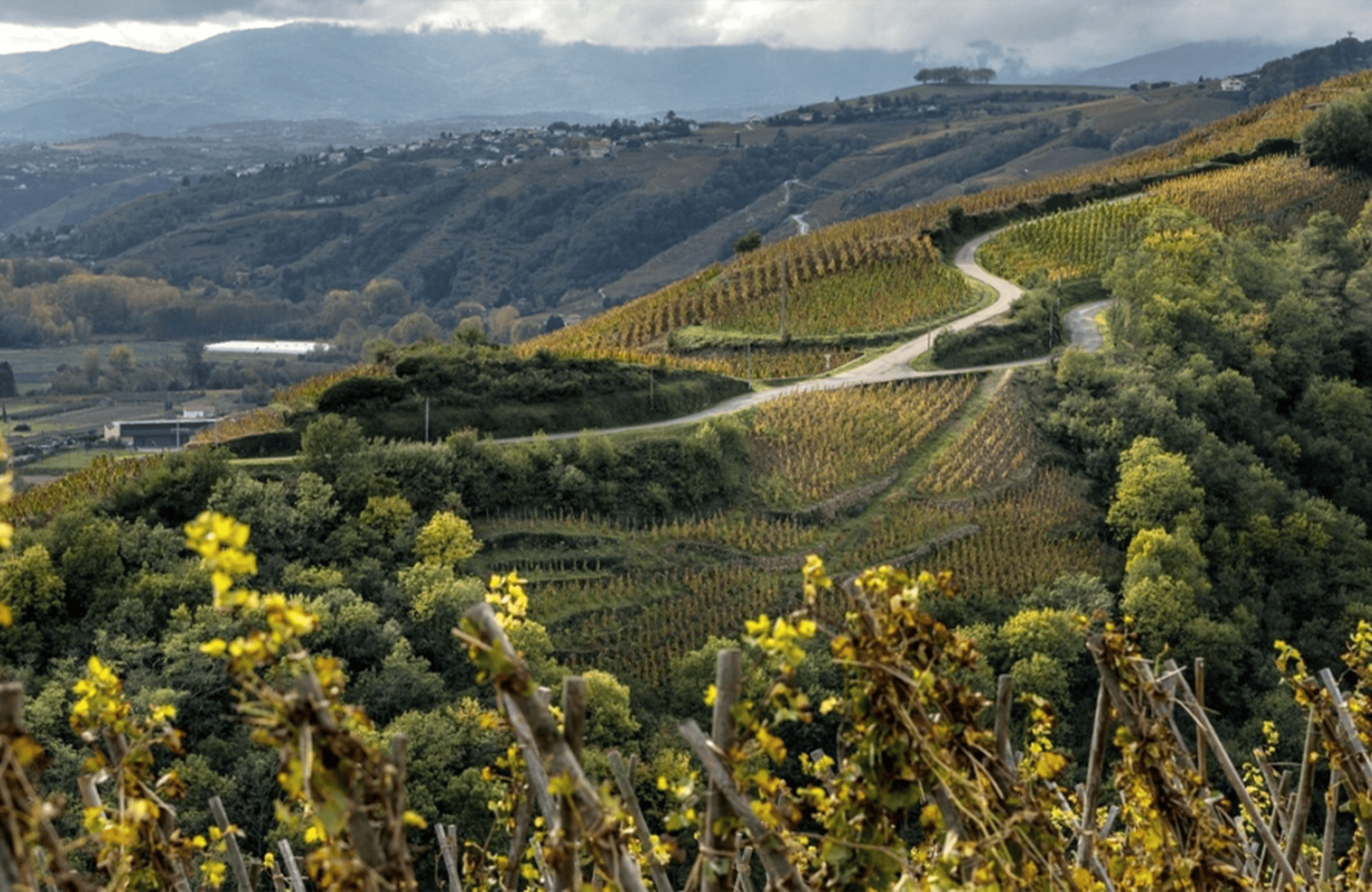 Weine Bonserine Estate