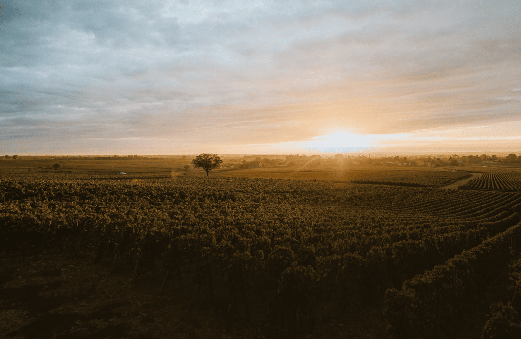 die Geschichte der Montille Estate