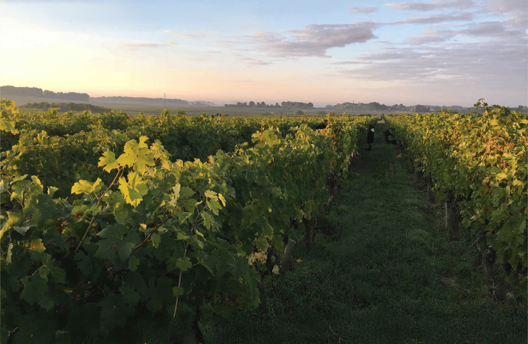 Weine New Rocks Anwesen