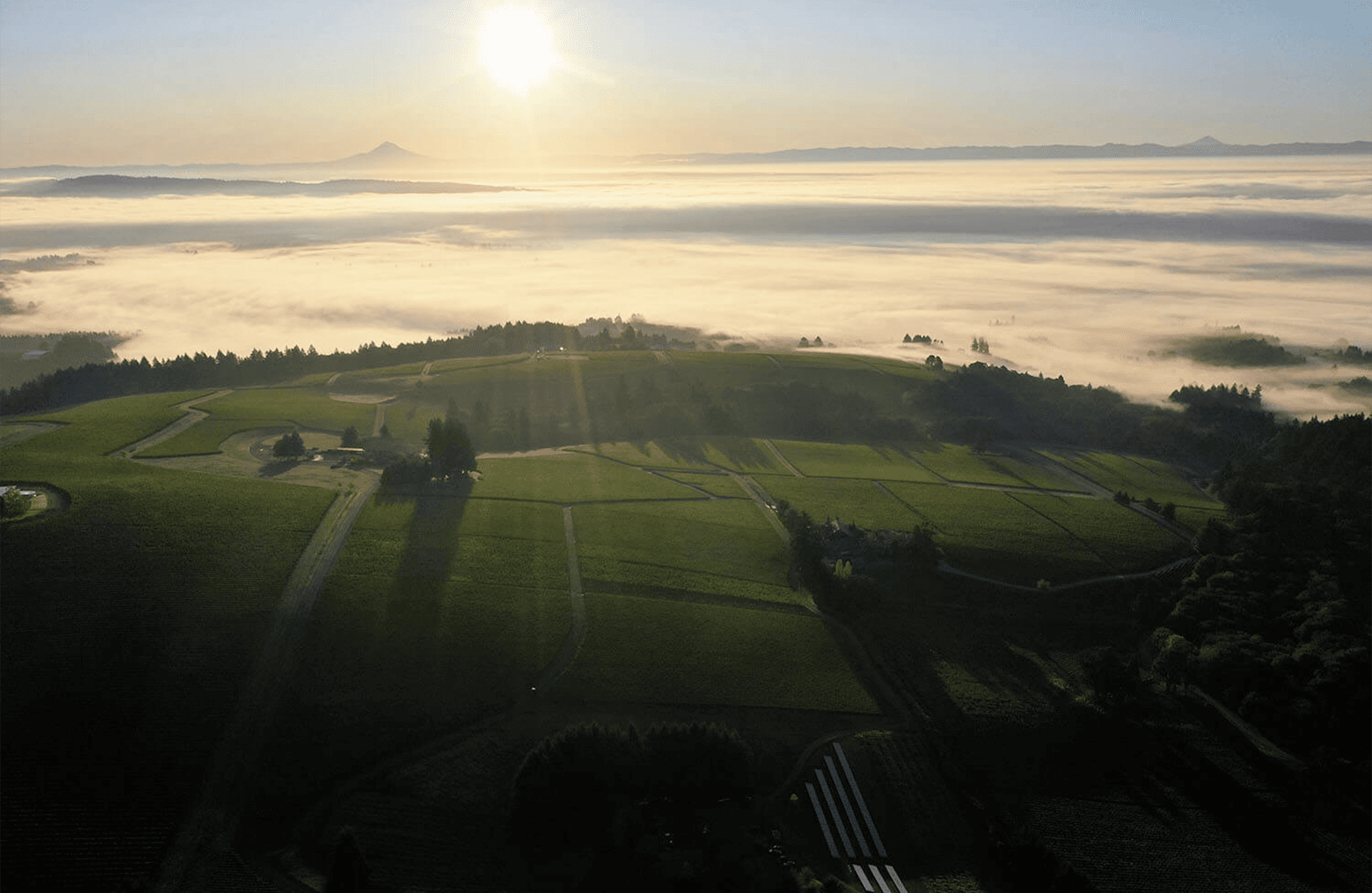 die Geschichte der Domaine Drouhin Oregon - Vereinigte Staaten