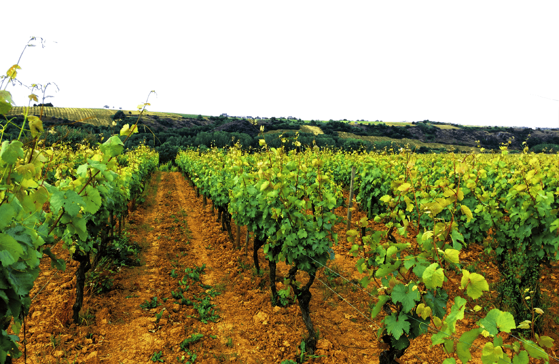 die Geschichte der Anwesen „Schwarzes Lehen“