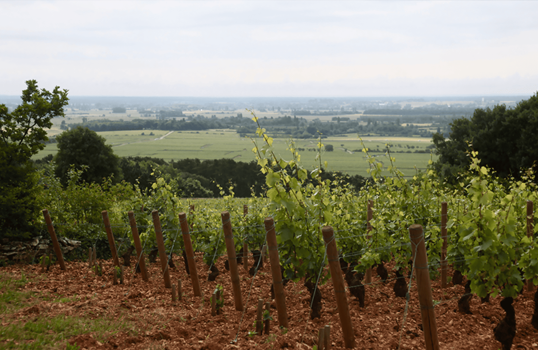 die Geschichte der Weingut Etienne Sauzet