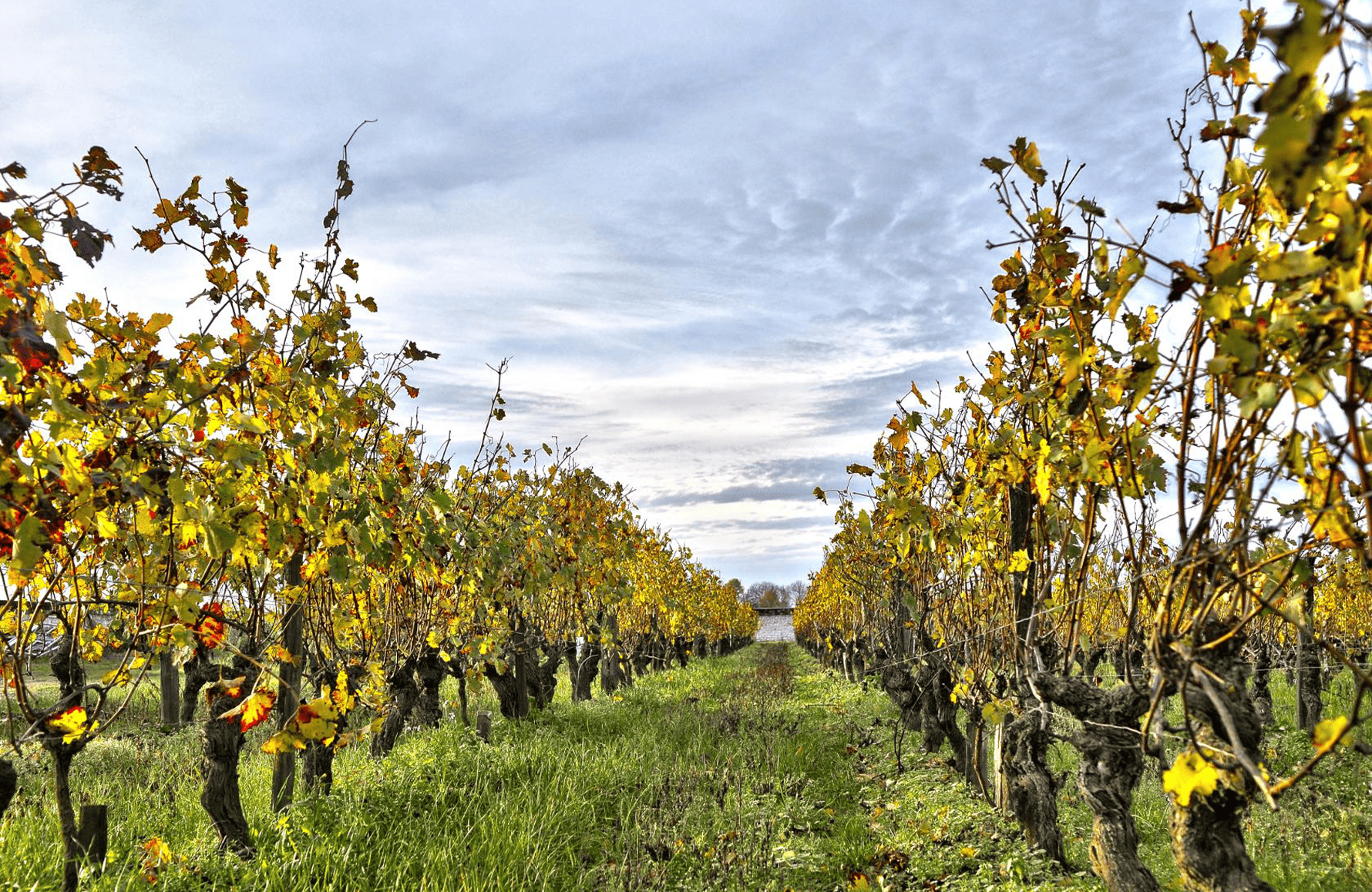 Vins Domaine Fabrice Gasnier