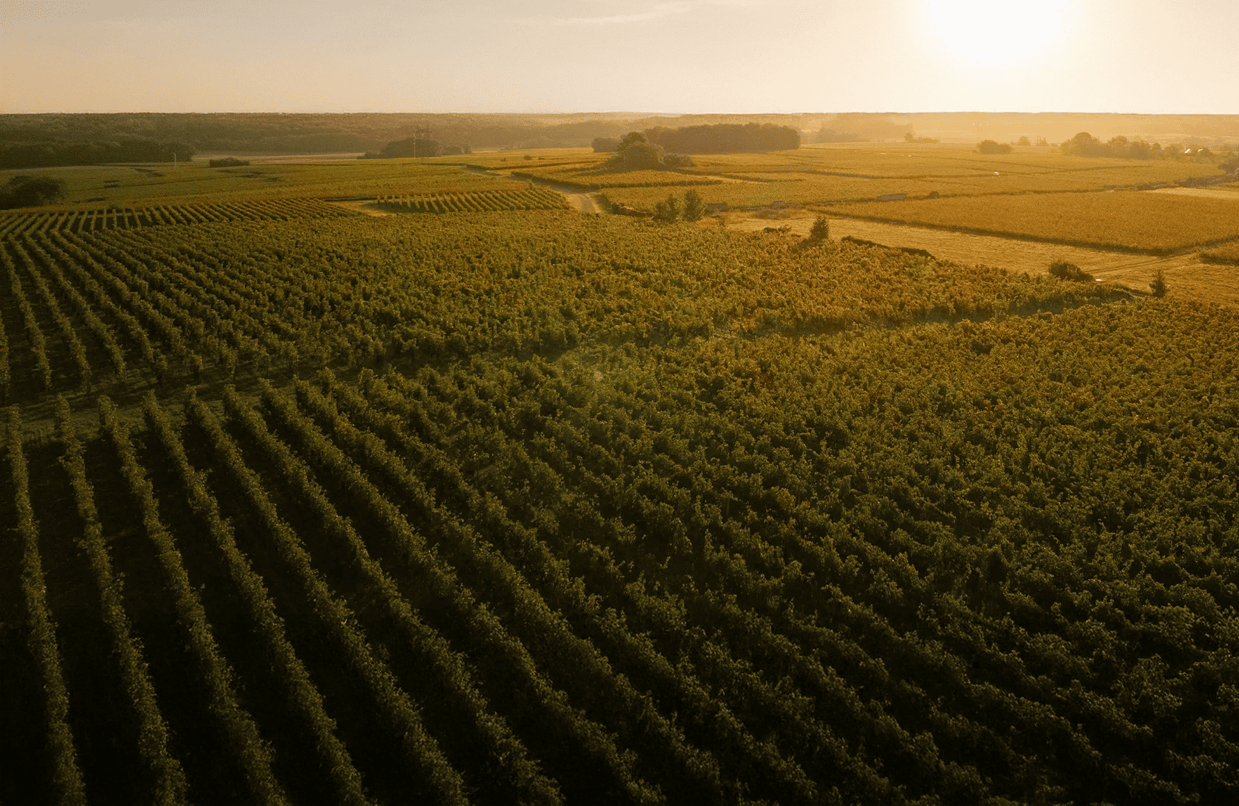 Weine Anwesen Guiberteau