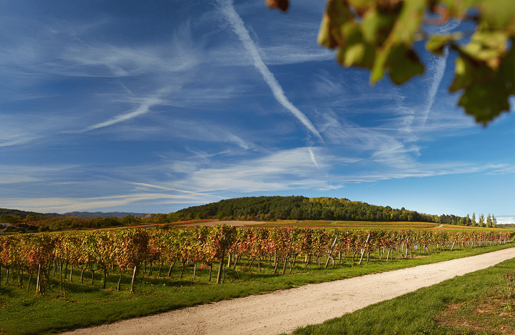 Weine Hoffmann-Jayer Estate