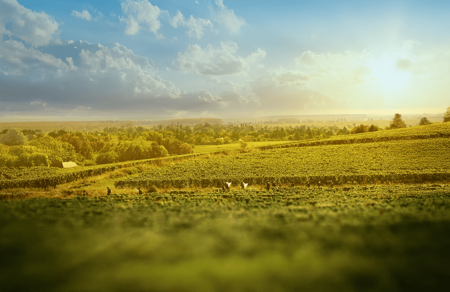 die Geschichte der Joblot Estate