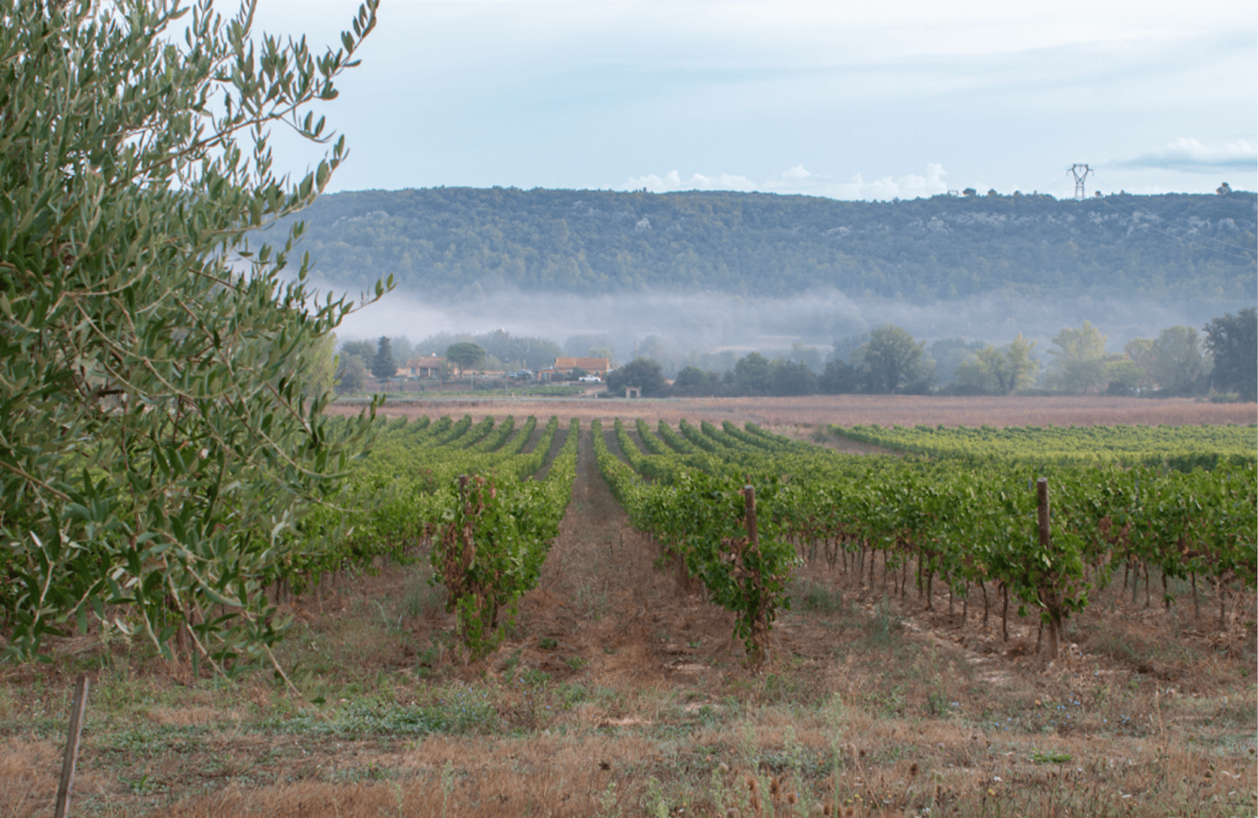 Weine Anwesen Mongestine