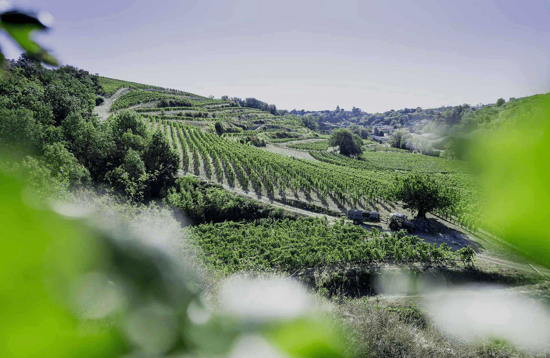 Weine Domaine Laurent Fayolle