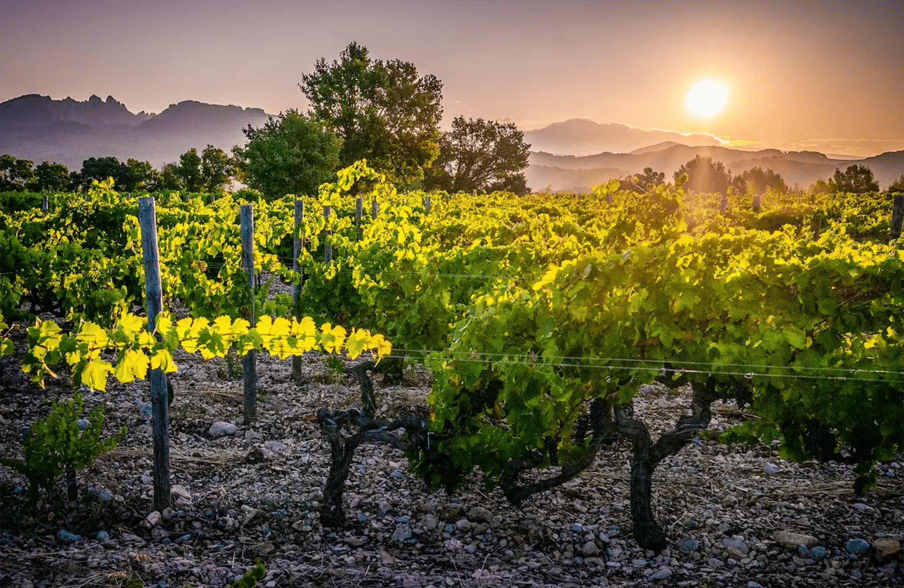 Vins Domaine le Sang des Cailloux
