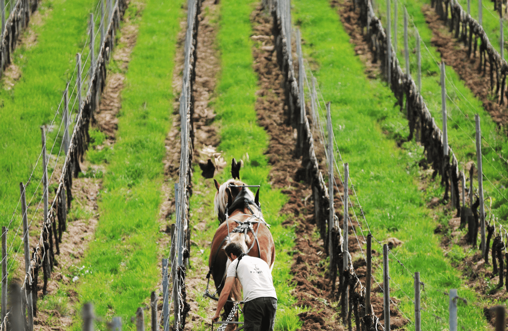 Weine Nachlass Marc Kreydenweiss